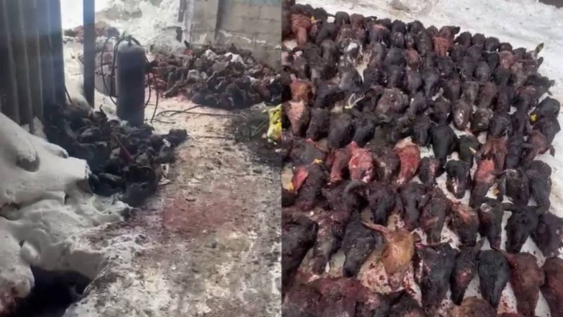 Житель Астаны торговал мясом умерших животных