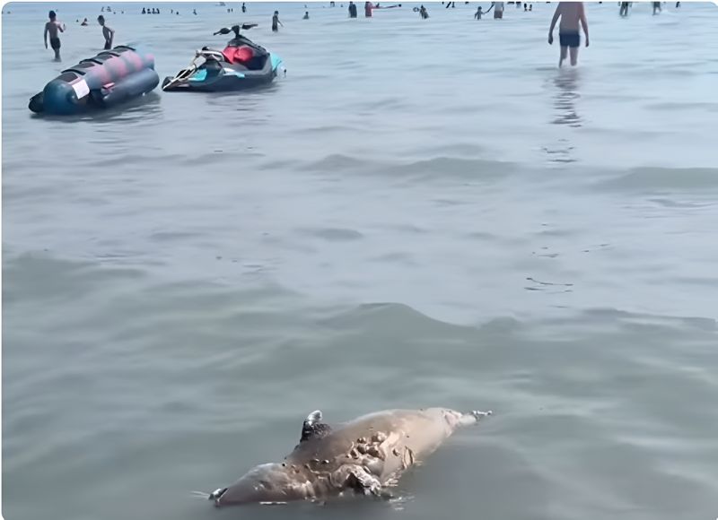 Мёртвого, разлагающего тюленя выбросило на пляж с отдыхающими в Актау