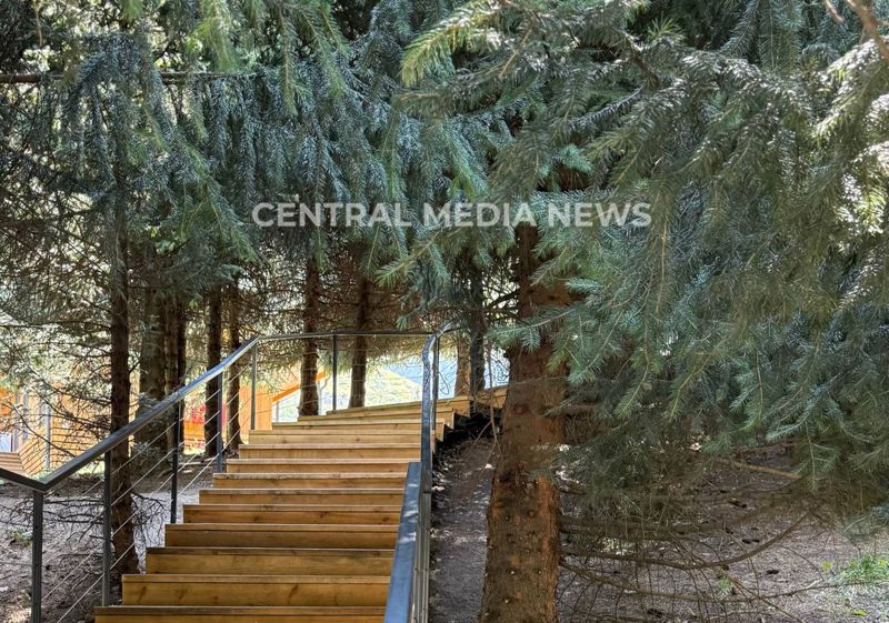 Лесной питомник обустроят в Алматы: где он появится и зачем?