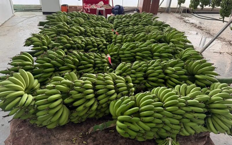 Очередной урожай бананов собирают в Туркестанской области