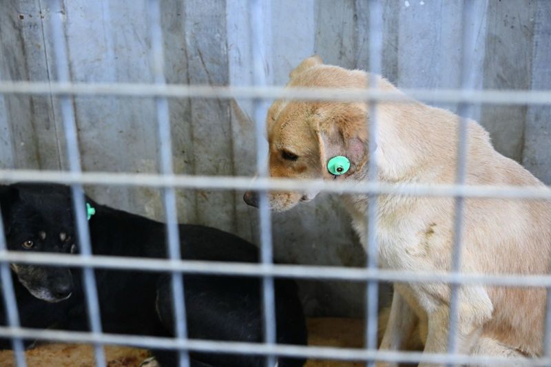 Где в Алматы можно бесплатно стерилизовать собак и кошек