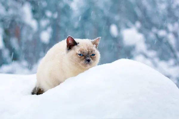 Мощный циклон накроет Казахстан с 13 по 15 декабря