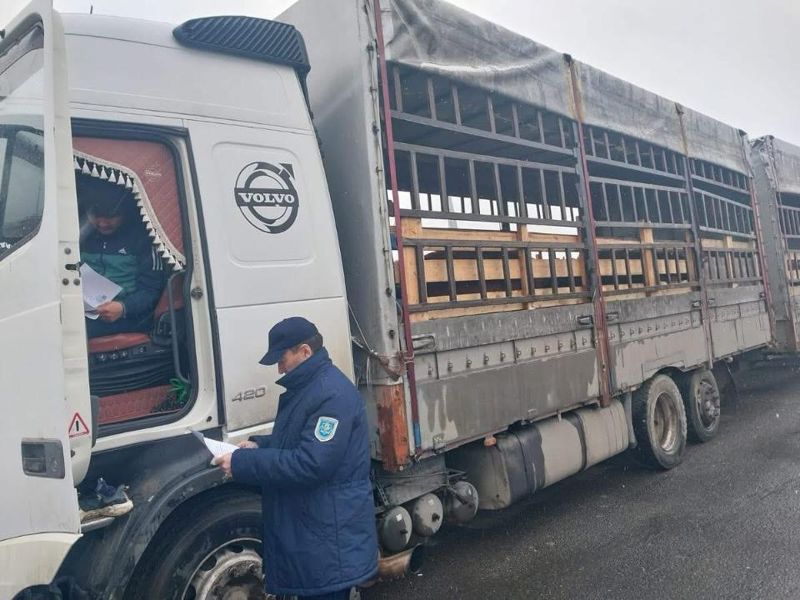 Скот из Дагестана и Узбекистана пытались незаконно ввести в Казахстан