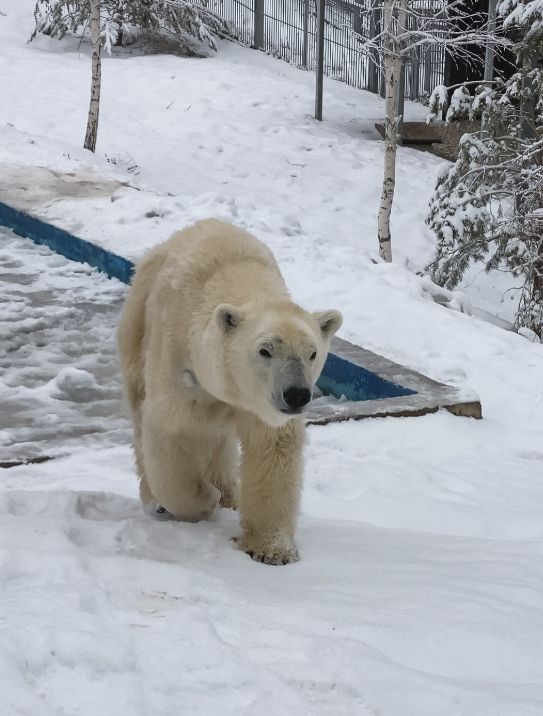 Праздник белых медведей: в Алматинском зоопарке рассказали историю любви пушистой пары