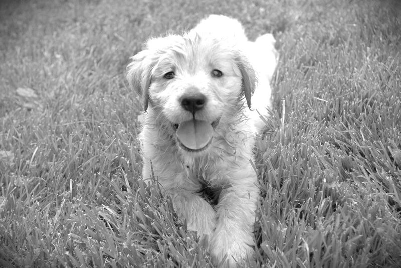 Живодёры привязали щенка к будке и сожгли заживо в ВКО