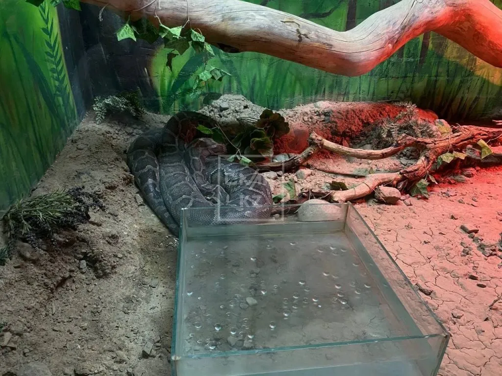 Змея Зоопарк Алматы террариум