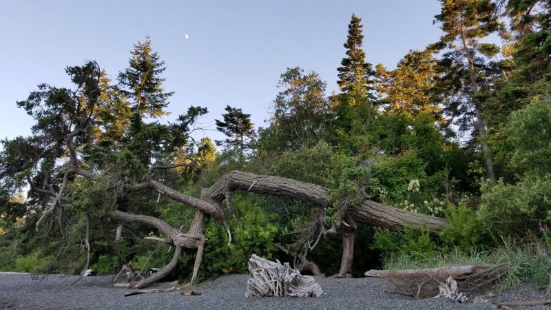 Дерево обрушилось на мужчину из-за сильного ветра в Алматинской области