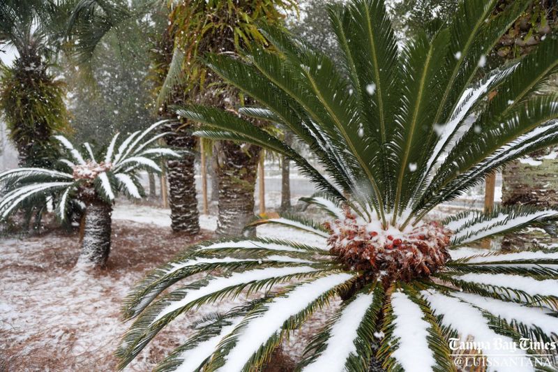 Чрезвычайное положение объявили на юге США из-за морозов и снежных бурь