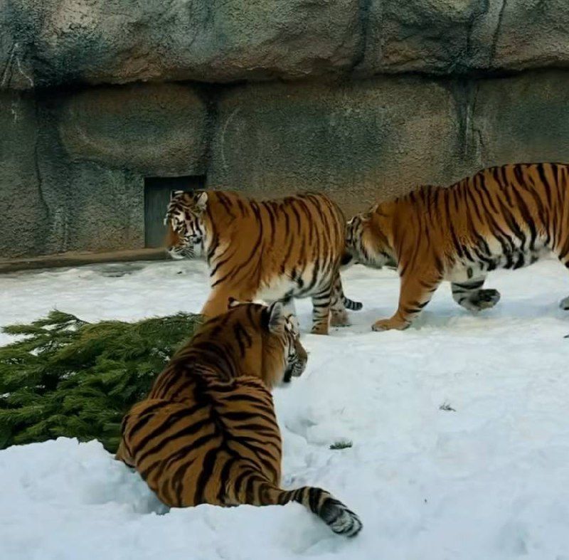 Тигры напали на ёлку: в зоопарке Алматы показали зимние игры хищников