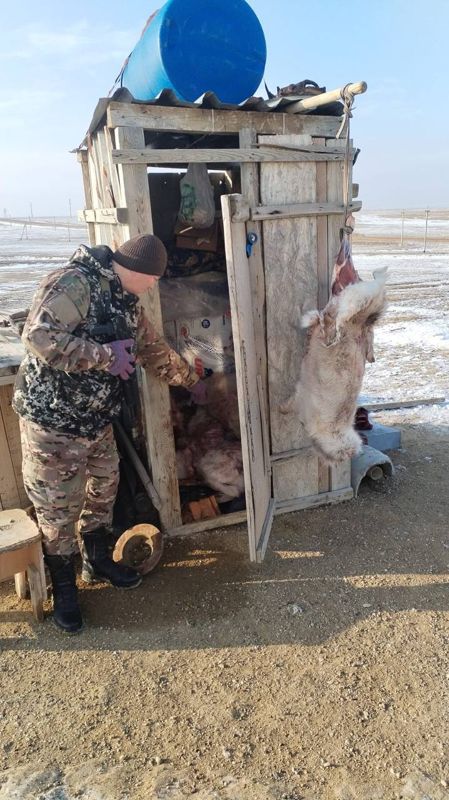 В Кызылординской области браконьеры отстреливают сайгаков