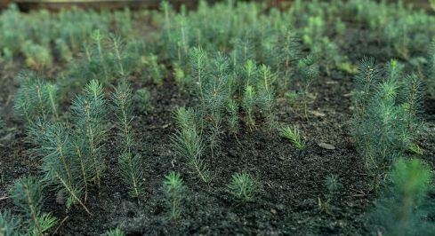 По пять лет колонии за кражу саженцев получили два жителя области Абай