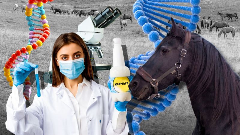 От кумыса до геномов: зачем в Казахстане строят институт коневодства