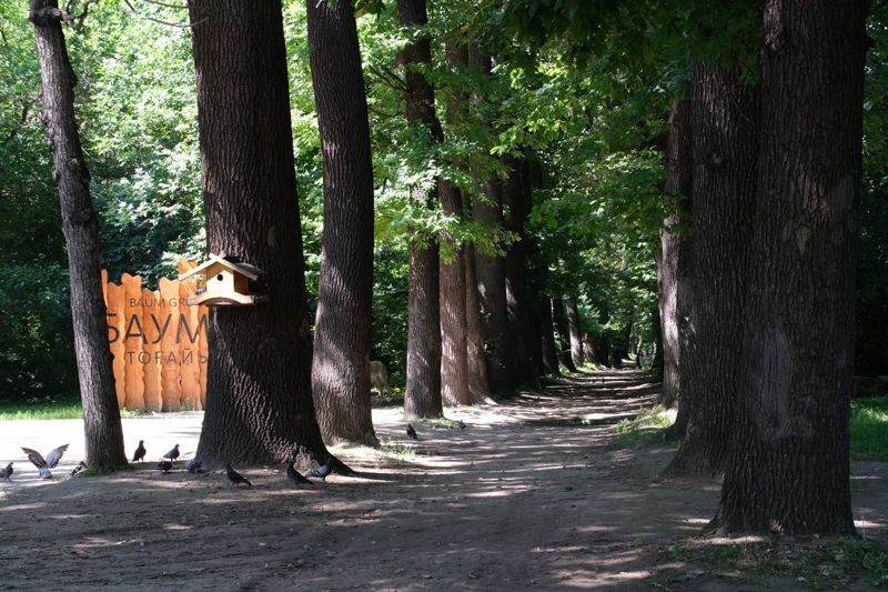 В Алматы ищут тех, кто вырубил клёны и акации в роще Баума