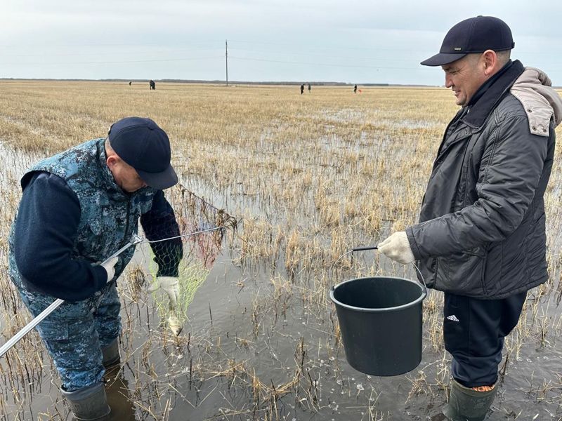 Сотни рыб спасали после разливов рек и озер в двух областях