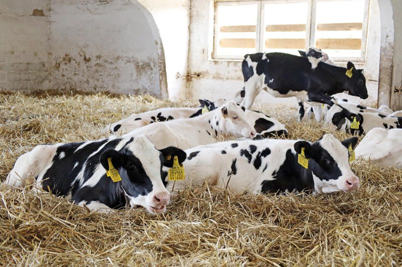 От ЕС до Китая: казахстанское мясо выходит на новые рынки