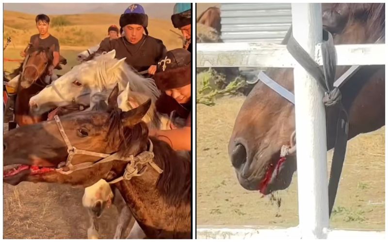 Разорванные рты лошадей: зоозащитники требует прекратить жестокость на играх кокпар