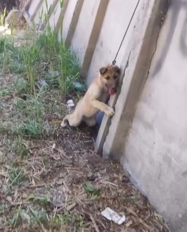 Щенка подвесили на проводе в Семее