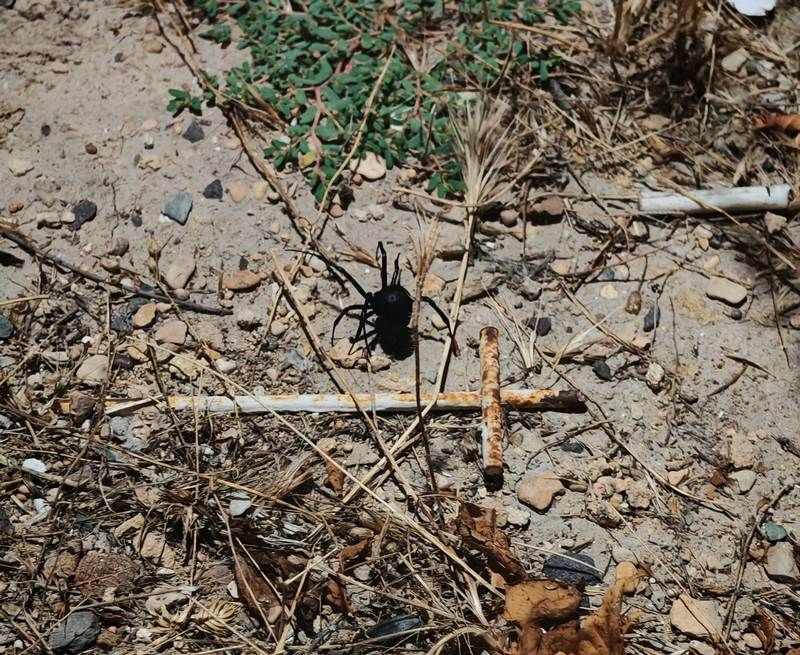 Каракурта заметили в центре Актау