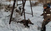 В ВКО местные жители поймали заблудившегося медвежонка