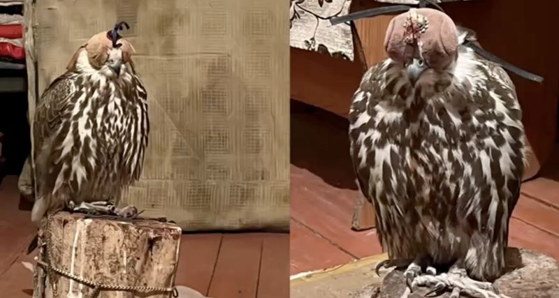 В Жетысу полиция спасла соколов из рук браконьера