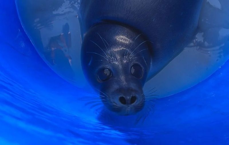 В Мангистау детёныша тюленя нашли в 50 км от моря