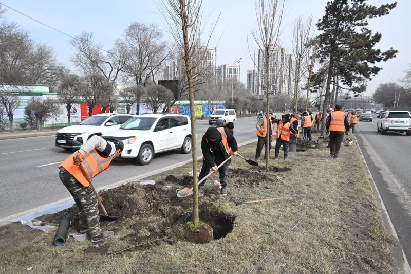 Озеленение проспекта аль-Фараби: из-за заторов работы будут проводить про графику