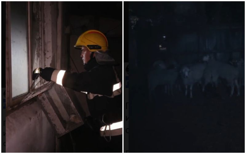 Хомяков и баранов спасли из горящего здания в центре Алматы