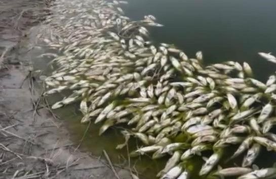 Ақтөбе облысында өзен жағасында 70 келі өлген балық табылды