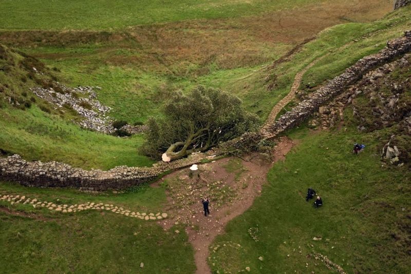 Два приятеля срубили многовековое дерево в Англии и попали на скамью подсудимых