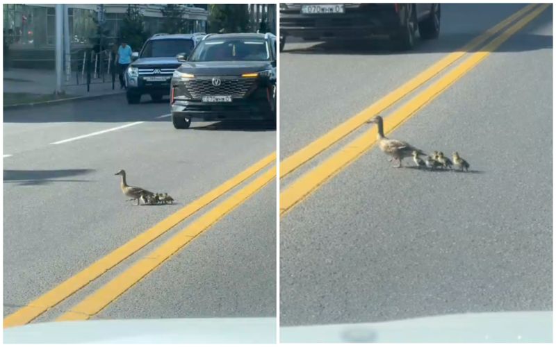 Семейство уток остановило движение в центре Астаны