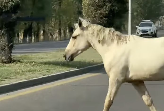 Типичный день в Алматы: лошади на Аль-Фараби удивили иностранцев