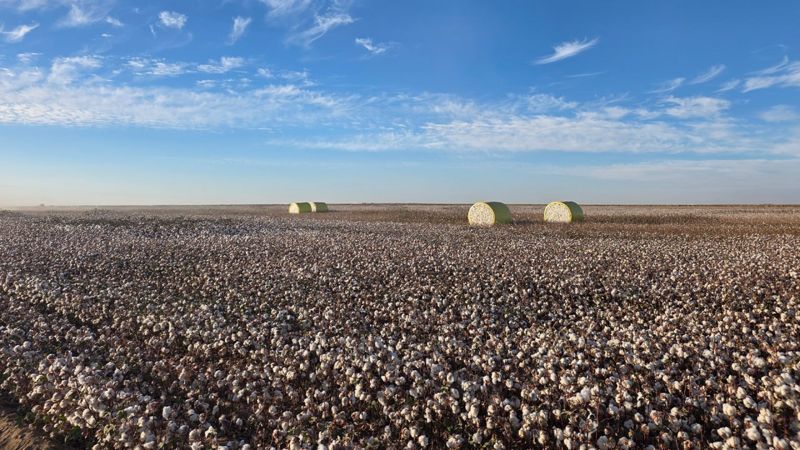 Түркістан облысында мақта өңдеу бойынша ауқымды кластер пайда болады