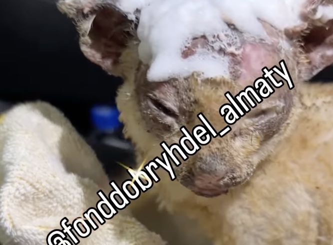 Дети сожгли заживо котёнка в Кордае