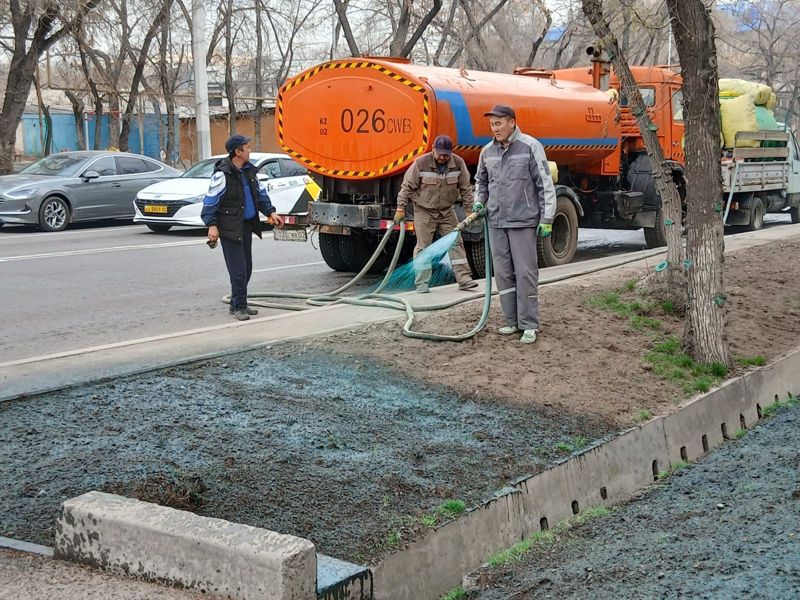 Зачем в Алматы "красят" газоны, объяснили в акимате