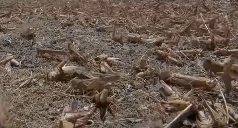 Марокканская саранча пожирает посевы в Туркестанской области