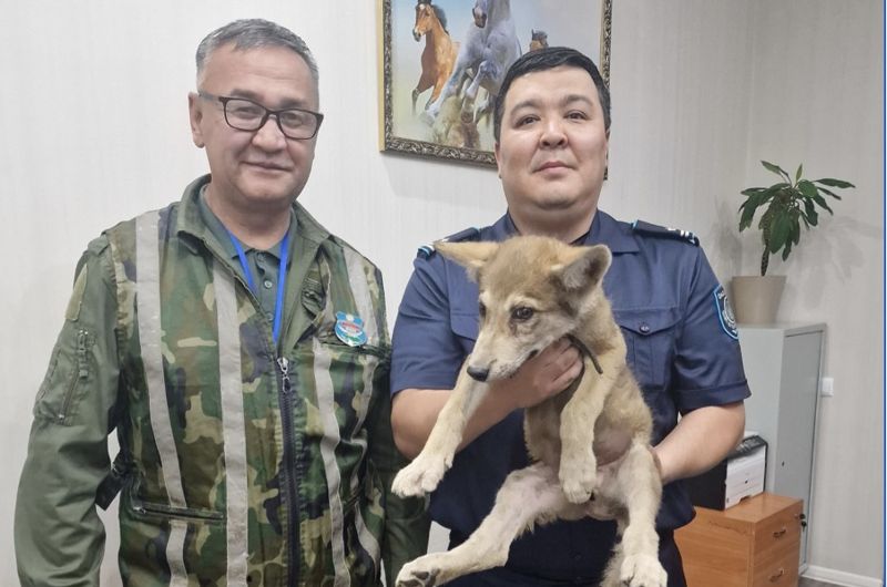 Мужчина пытался продать волчонка в Астане