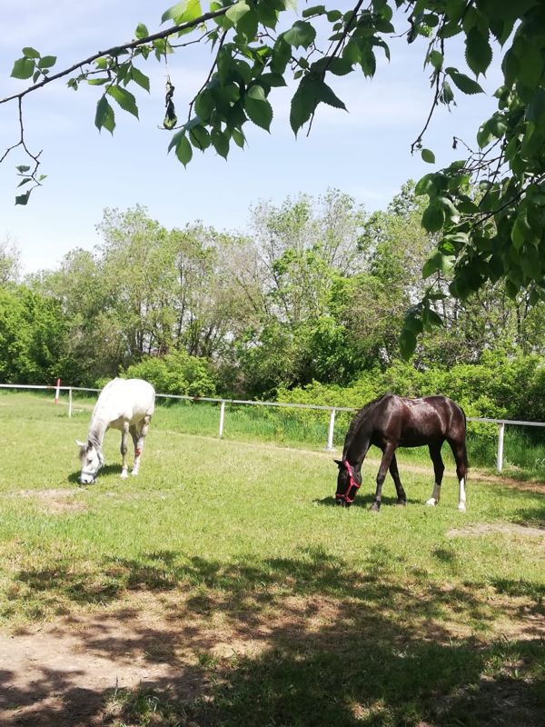 Они могут умереть: алматинцы спасают лошадей, которые замерзают на ипподроме