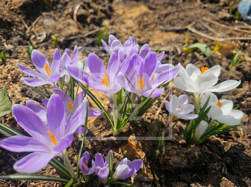 Наурыз и солнце: какая погода ожидает жителей Астаны, Алматы и Шымкента с 19 по 21 марта