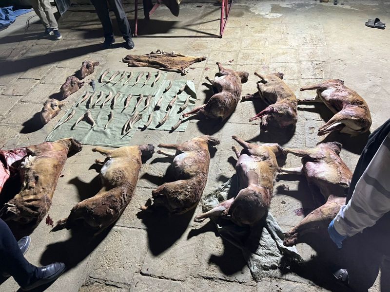 Сайгачий склад во дворе: в Мангистау изъяли 9 туш и 30 рогов краснокнижной сайги