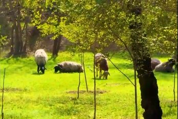 На Райымбека средь бела дня паслись бараны в Алматы