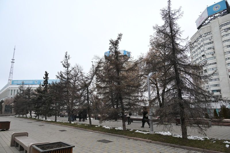 Вырубка аварийных деревьев в Алматы: Досаев объяснил новые правила