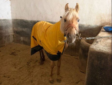 В Алматы лошадей перевели в тёплые зимние конюшни