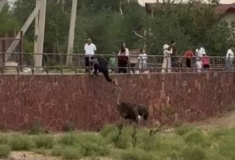 Пнул страуса в зоопарке Шымкента: подростка привлекли к ответственности