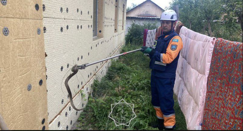 Огромная змея залезла в частный дом в Алматинской области