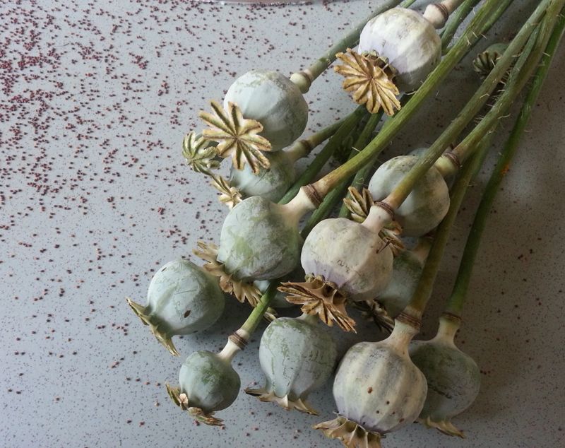 Наркотики в отделе приправ продавали в Павлодаре