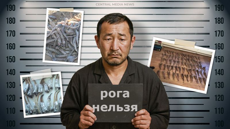 Ножки, но не рожки: сколько можно получить за рога сайги и речь не о деньгах