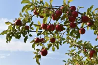 Апорт и не только: сколько яблоневых садов осталось в Казахстане и какова их судьба?