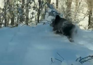 Где мама? Медвежонка заметили на трассе в ВКО