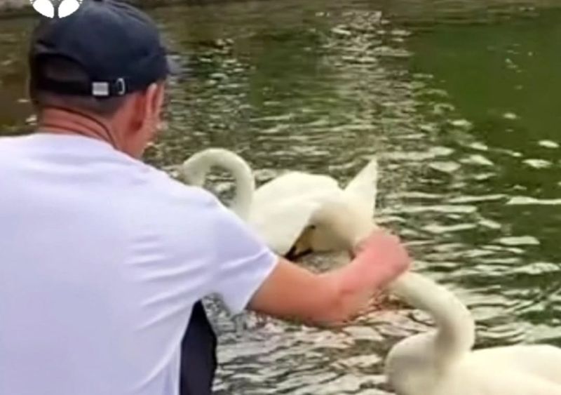 Хватал лебедя за шею в Ботаническом саду Алматы: мужчину арестовали