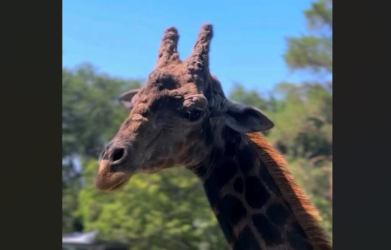 Умер жираф Хан, который прожил в алматинском зоопарке четверть века